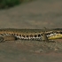 Snake-eyed lizard - Ophisops elegans basoglui | Fotografijos autorius : Gintautas Steiblys | © Macronature.eu | Macro photography web site
