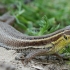 Snake-eyed lizard - Ophisops elegans | Fotografijos autorius : Gintautas Steiblys | © Macronature.eu | Macro photography web site