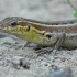 Snake-eyed lizard - Ophisops elegans | Fotografijos autorius : Gintautas Steiblys | © Macronature.eu | Macro photography web site