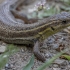 Snake-eyed lizard - Ophisops elegans | Fotografijos autorius : Žilvinas Pūtys | © Macronature.eu | Macro photography web site