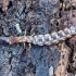 Snakefly - Raphidia sp., larva | Fotografijos autorius : Kazimieras Martinaitis | © Macronature.eu | Macro photography web site