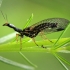 Snakefly - Raphidia sp. | Fotografijos autorius : Ramunė Vakarė | © Macronature.eu | Macro photography web site