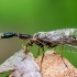 Snakefly - Raphidia sp. | Fotografijos autorius : Oskaras Venckus | © Macronature.eu | Macro photography web site