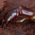 Snakefly - Raphidiidae, larva | Fotografijos autorius : Žilvinas Pūtys | © Macronature.eu | Macro photography web site