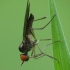 Snapmusė - Empis sp. | Fotografijos autorius : Vidas Brazauskas | © Macrogamta.lt | Šis tinklapis priklauso bendruomenei kuri domisi makro fotografija ir fotografuoja gyvąjį makro pasaulį.