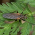 Snapmusė - Empis tessellata ♀ | Fotografijos autorius : Žilvinas Pūtys | © Macrogamta.lt | Šis tinklapis priklauso bendruomenei kuri domisi makro fotografija ir fotografuoja gyvąjį makro pasaulį.