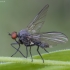 Snapmusė - Rhamphomyia marginata ♂ | Fotografijos autorius : Žilvinas Pūtys | © Macrogamta.lt | Šis tinklapis priklauso bendruomenei kuri domisi makro fotografija ir fotografuoja gyvąjį makro pasaulį.