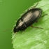 Social Sun Beetle - Amara familiaris | Fotografijos autorius : Vidas Brazauskas | © Macronature.eu | Macro photography web site