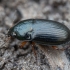 Social Sun Beetle - Amara familiaris | Fotografijos autorius : Žilvinas Pūtys | © Macronature.eu | Macro photography web site