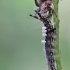 Sodinis šepetinukas – Orgyia antiqua | Fotografijos autorius : Agnė Našlėnienė | © Macrogamta.lt | Šis tinklapis priklauso bendruomenei kuri domisi makro fotografija ir fotografuoja gyvąjį makro pasaulį.