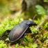 Miškinis puošniažygis - Carabus nemoralis | Fotografijos autorius : Vidas Brazauskas | © Macrogamta.lt | Šis tinklapis priklauso bendruomenei kuri domisi makro fotografija ir fotografuoja gyvąjį makro pasaulį.