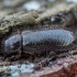 Soft-winged flower beetle - Aplocnemus nigricornis | Fotografijos autorius : Žilvinas Pūtys | © Macronature.eu | Macro photography web site