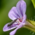 Soft-winged flower beetle - Dasytes plumbeus | Fotografijos autorius : Kazimieras Martinaitis | © Macrogamta.lt | Šis tinklapis priklauso bendruomenei kuri domisi makro fotografija ir fotografuoja gyvąjį makro pasaulį.