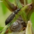 Soft-winged flower beetle - Dasytes plumbeus | Fotografijos autorius : Romas Ferenca | © Macronature.eu | Macro photography web site