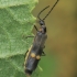 Minkštavabalis - Malthodes sp. | Fotografijos autorius : Gintautas Steiblys | © Macronature.eu | Macro photography web site