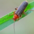 Livid Soldier beetle | Cantharis livida | Fotografijos autorius : Darius Baužys | © Macronature.eu | Macro photography web site