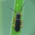 Soldier beetle - Cantharis flavilabris ? | Fotografijos autorius : Vidas Brazauskas | © Macronature.eu | Macro photography web site