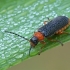 Soldier beetle - Cantharis flavilabris | Fotografijos autorius : Gintautas Steiblys | © Macronature.eu | Macro photography web site