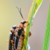 Soldier beetle - Cantharis flavilabris | Fotografijos autorius : Arūnas Eismantas | © Macronature.eu | Macro photography web site