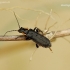 Soldier beetle - Cantharis obscura | Fotografijos autorius : Romas Ferenca | © Macronature.eu | Macro photography web site