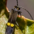 Soldier beetle - Malthodes sp.  | Fotografijos autorius : Oskaras Venckus | © Macronature.eu | Macro photography web site