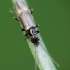 Soldier beetle - Malthodes sp. | Fotografijos autorius : Vidas Brazauskas | © Macronature.eu | Macro photography web site