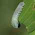 Solomon's-seal Sawfly - Phymatocera aterrima, larva | Fotografijos autorius : Gintautas Steiblys | © Macronature.eu | Macro photography web site