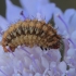 Somabrachys sp., caterpillar | Fotografijos autorius : Gintautas Steiblys | © Macronature.eu | Macro photography web site