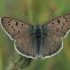 Sooty Copper - Lycaena tityrus | Fotografijos autorius : Gintautas Steiblys | © Macronature.eu | Macro photography web site