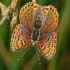 Tamsusis auksinukas - Lycaena tityrus ♀ | Fotografijos autorius : Gintautas Steiblys | © Macronature.eu | Macro photography web site