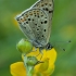 Sooty copper - Lycaena tityrus ♂ | Fotografijos autorius : Žilvinas Pūtys | © Macronature.eu | Macro photography web site