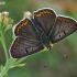 Tamsusis auksinukas - Lycaena tityrus  | Fotografijos autorius : Gintautas Steiblys | © Macronature.eu | Macro photography web site