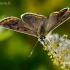 Tamsusis auksinukas - Lycaena tityrus  | Fotografijos autorius : Gintautas Steiblys | © Macronature.eu | Macro photography web site