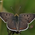 Sooty copper - Lycaena tityrus | Fotografijos autorius : Gintautas Steiblys | © Macronature.eu | Macro photography web site