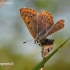 Sooty copper - Lycaena tityrus | Fotografijos autorius : Darius Baužys | © Macronature.eu | Macro photography web site