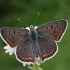 Tamsusis auksinukas - Lycaena tityrus | Fotografijos autorius : Gintautas Steiblys | © Macronature.eu | Macro photography web site