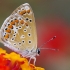 Southern Blue - Polyommatus celina | Fotografijos autorius : Deividas Makavičius | © Macronature.eu | Macro photography web site