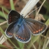 Southern Blue - Polyommatus celina | Fotografijos autorius : Gintautas Steiblys | © Macronature.eu | Macro photography web site