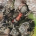 Southern Red Wood Ant - Formica rufa | Fotografijos autorius : Gintautas Steiblys | © Macronature.eu | Macro photography web site