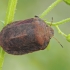Southern broad-bellied bug - Eurygaster austriaca | Fotografijos autorius : Gintautas Steiblys | © Macronature.eu | Macro photography web site