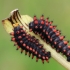 Southern festoon - Zerynthia polyxena, catterpilars | Fotografijos autorius : Gintautas Steiblys | © Macronature.eu | Macro photography web site