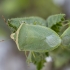 Southern green shield bug - Nezara viridula f. torquata ♀ | Fotografijos autorius : Žilvinas Pūtys | © Macronature.eu | Macro photography web site
