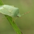 Southern green shield bug - Nezara viridula f. smaragdula  | Fotografijos autorius : Gintautas Steiblys | © Macronature.eu | Macro photography web site