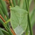 Skydblakė - Nezara viridula f. smaragdula | Fotografijos autorius : Gintautas Steiblys | © Macronature.eu | Macro photography web site