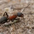 Southern red wood ant - Formica rufa | Fotografijos autorius : Gintautas Steiblys | © Macronature.eu | Macro photography web site