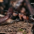 Rudoji miško skruzdelė - Formica rufa | Fotografijos autorius : Gintautas Steiblys | © Macronature.eu | Macro photography web site