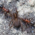 Rudoji miško skruzdėlė - Formica rufa | Fotografijos autorius : Zita Gasiūnaitė | © Macronature.eu | Macro photography web site