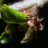 Rudoji miško skruzdėlė - Formica rufa | Fotografijos autorius : Irenėjas Urbonavičius | © Macronature.eu | Macro photography web site