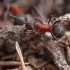 Rudoji miško skruzdėlė - Formica rufa | Fotografijos autorius : Ramunė Činčikienė | © Macronature.eu | Macro photography web site