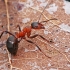 Rudoji miško skruzdėlė - Formica rufa | Fotografijos autorius : Gintautas Steiblys | © Macronature.eu | Macro photography web site